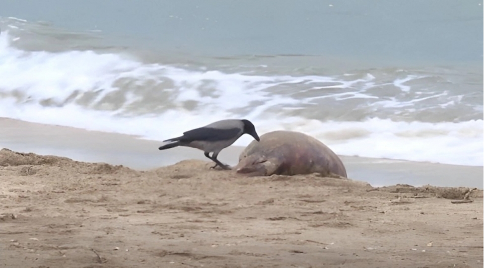 xezer-denizinde-canlilarin-kutlevi-telef-olmasinin-sebebi-achiqlandi