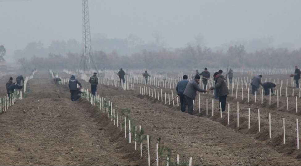 yevlaxda-qurumush-30-hektar-sahede-yeni-meshe-salinir