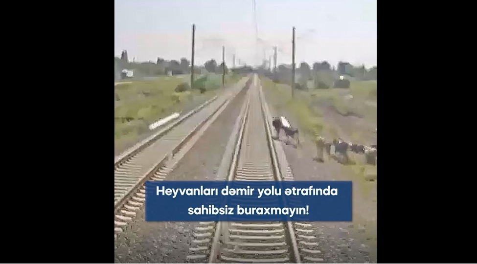 demir-yollarinda-nezaretsiz-buraxilan-heyvanlar-ve-ehtiyatsiz-davranish-tehlukesizliyi-riske-atir-video