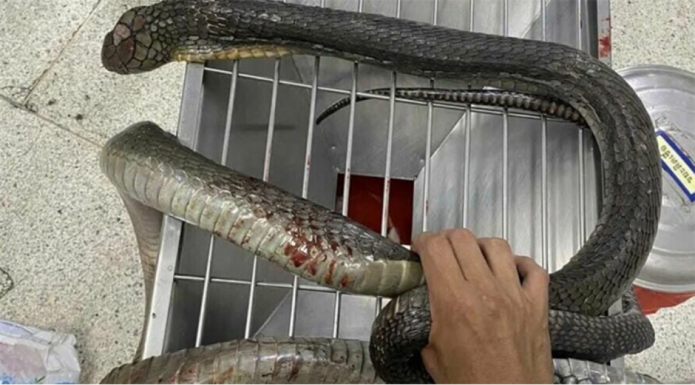 tailandda-qadin-onu-dishleyen-kobrani-elleri-ile-oldurub