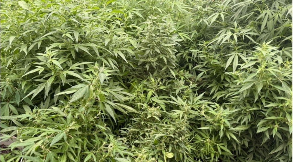 salyanda-narkotik-terkibli-bitkiler-yetishdiren-4-nefer-saxlanilib