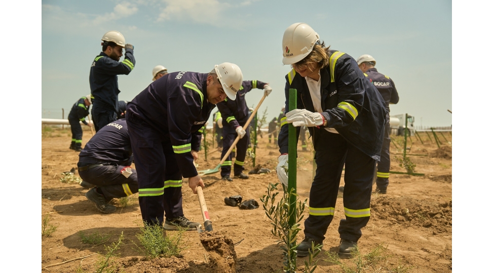 socar-in-azneft-istehsalat-birliyinden-novbeti-agacekme-aksiyasi-2-min-zeytun-tingi-ekildi