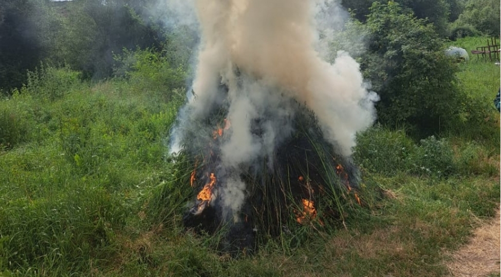 zengilanda-1-tona-yaxin-yabani-chetene-bitkisi-mehv-edilib