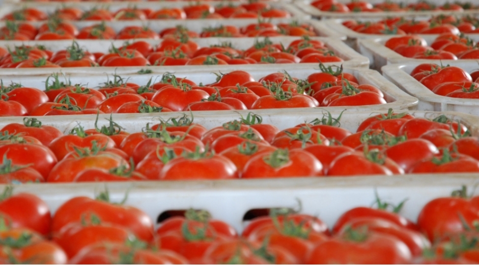 azerbaycanin-pomidor-ixracindan-geliri-azalib