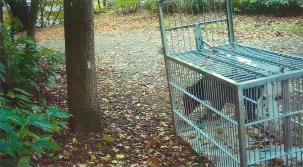 yaponiyanin-shimalinda-ayi-hucumlari-davam-edir