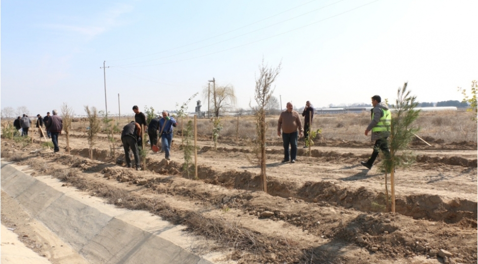 shemkirin-erazisi-3000-agacla-yashillashdirilib
