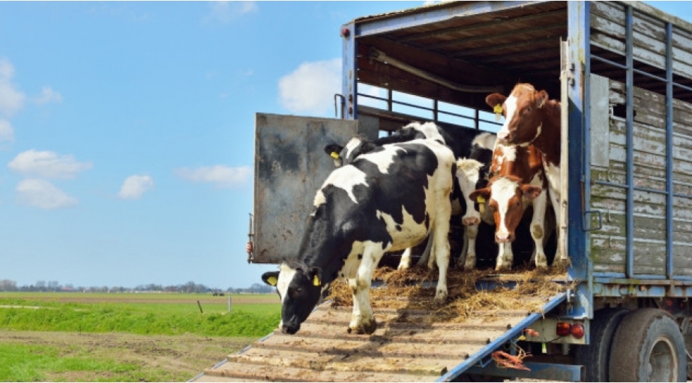 gurcustandan-heyvan-idxalina-qoyulan-mehdudiyyet-aradan-qaldirilib