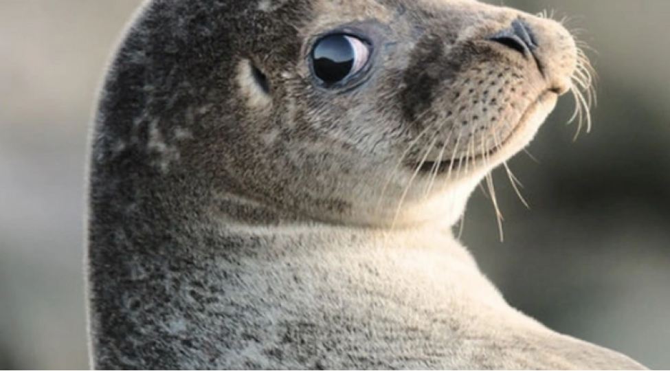 xezerin-sahilinde-tapilan-olu-suitilerin-sayi-500-e-chatib