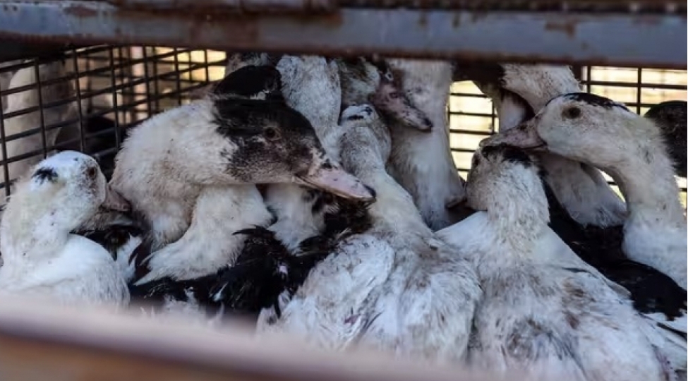 kot-dor-departamentinde-qush-qripi-ile-bagli-veziyyet-yeniden-narahatliq-dogurub