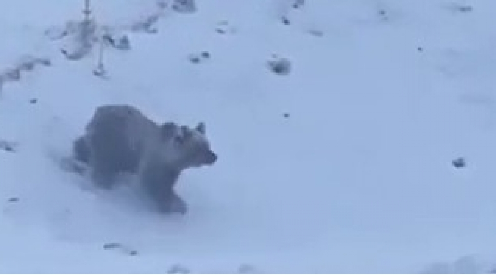 shahdag-yolunda-diqqeti-cheken-ayi-video