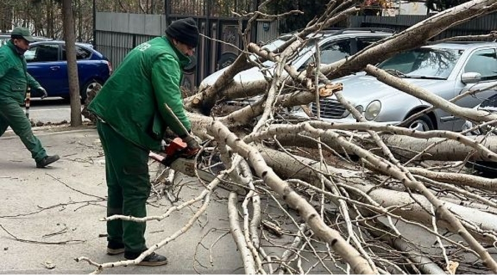 guclu-kulek-neticesinde-9-agac-sinib