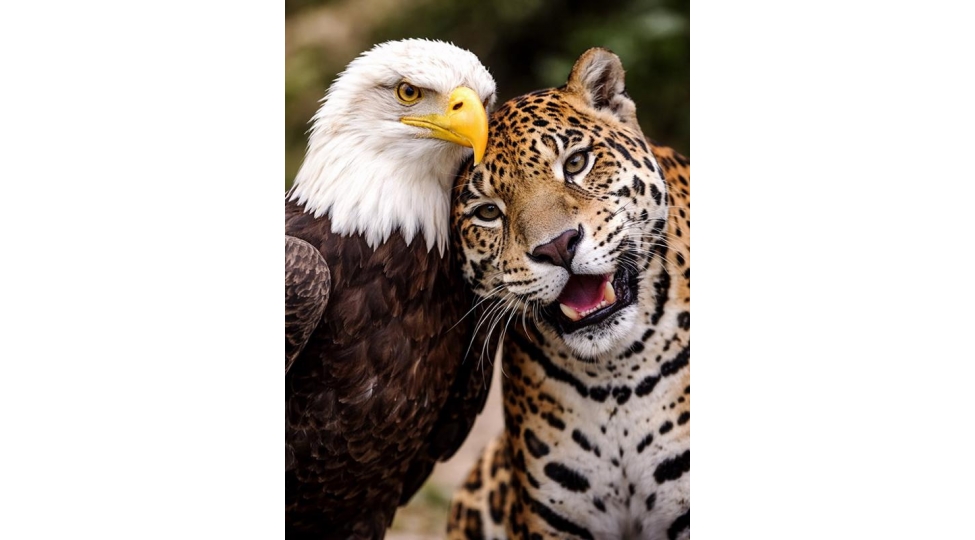 kolumbiya-prezidenti-trampla-danishiqdan-sonra-bu-fotonu-paylashdi