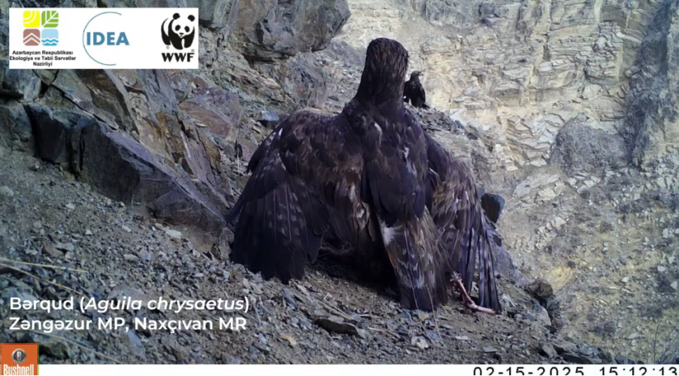 naxchivanda-berqud-qushu-goruntulenib