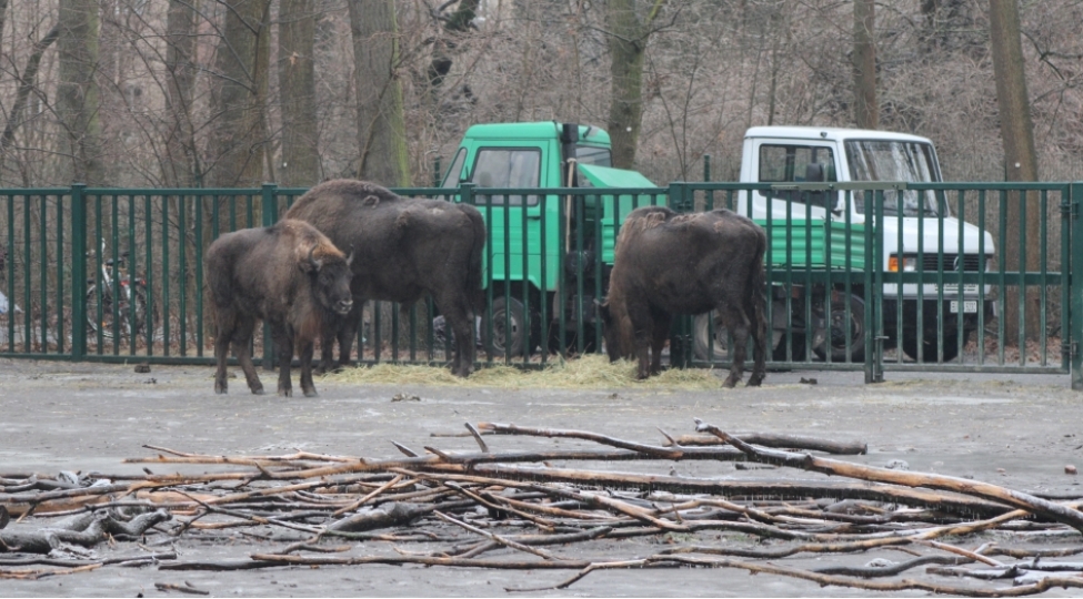 almaniyadan-azerbaycana-18-zubr-yola-salinib