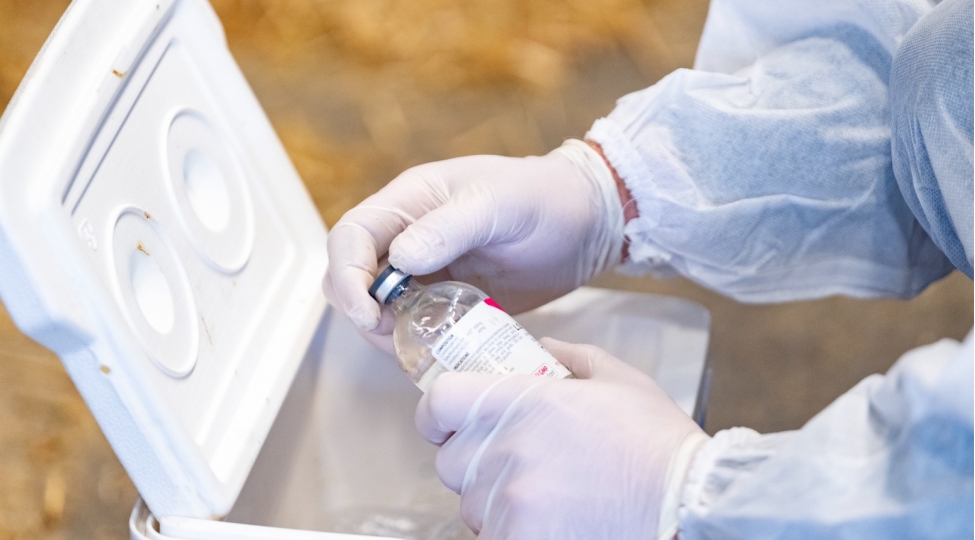 olke-uzre-heyvanlar-arasinda-xususi-tehlukeli-xesteliklere-qarshi-peyvendleme-tedbirlerine-bashlanilib