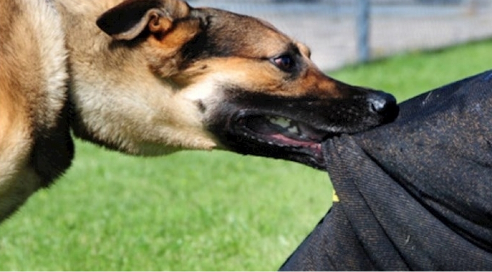 qubanin-kendinde-qadini-sahibsiz-it-dishleyib