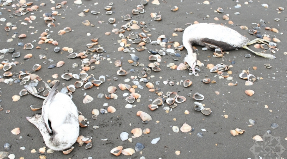 deniz-kenarinda-tapilan-qush-cesedlerinde-heyvan-xesteliyi-ashkarlanmayib