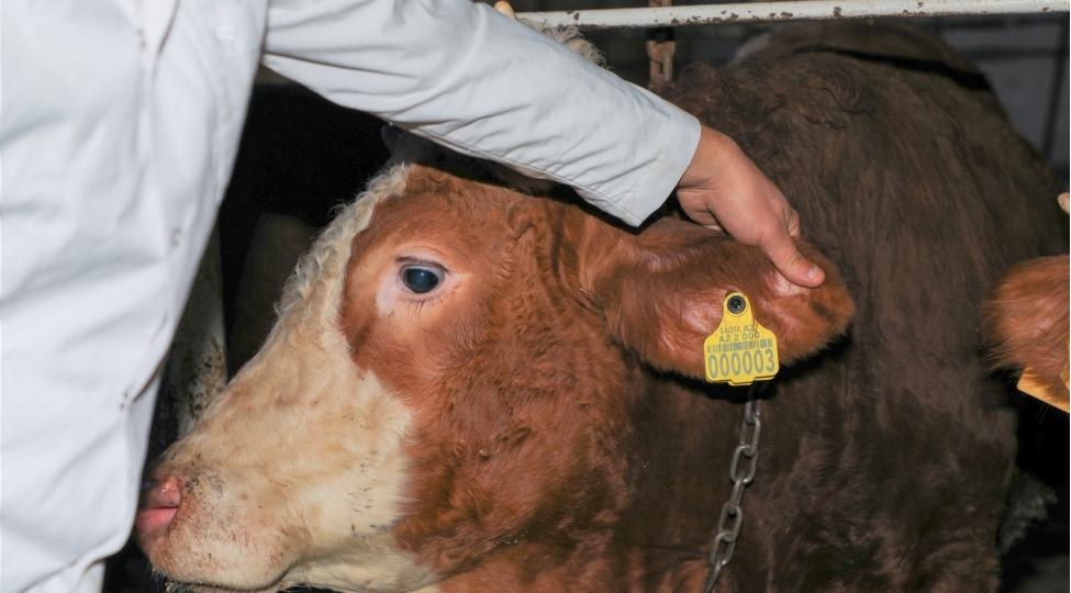 heyvanlarin-identifikasiyasi-heyvan-mensheli-mehsullarin-fermadan-sufreyedek-izlenilmesine-imkan-yaradir