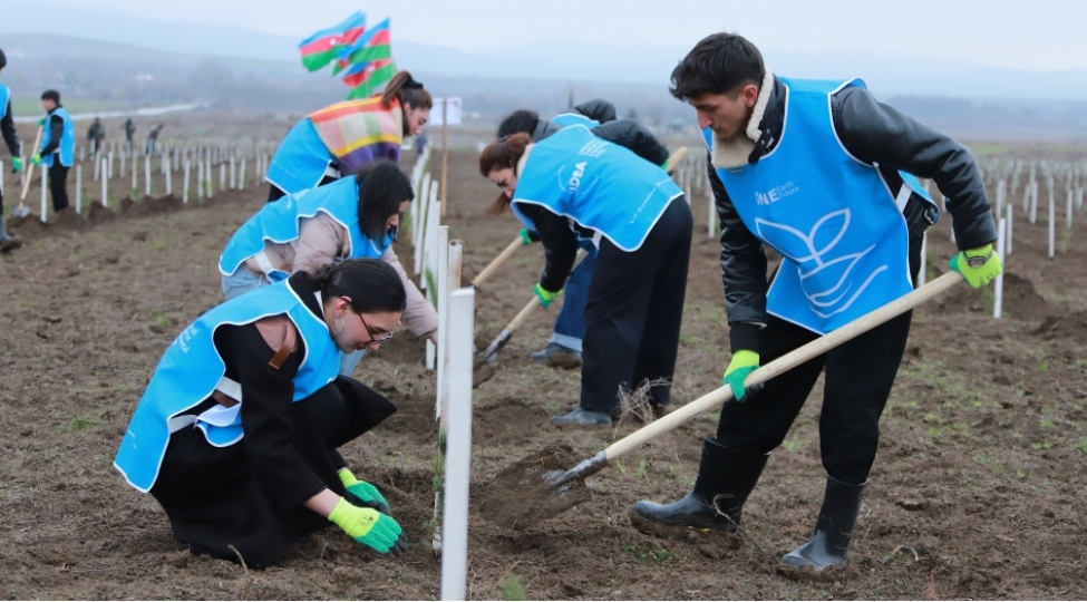 sheki-ve-qebelede-1500-e-yaxin-agac-ekilib