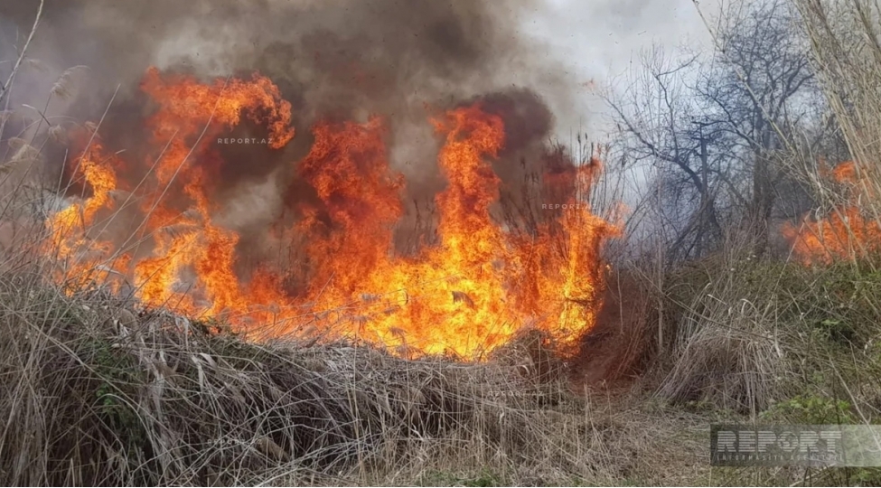 goychayda-qamishliq-ve-yabani-kolluq-erazide-yangin-bash-verib