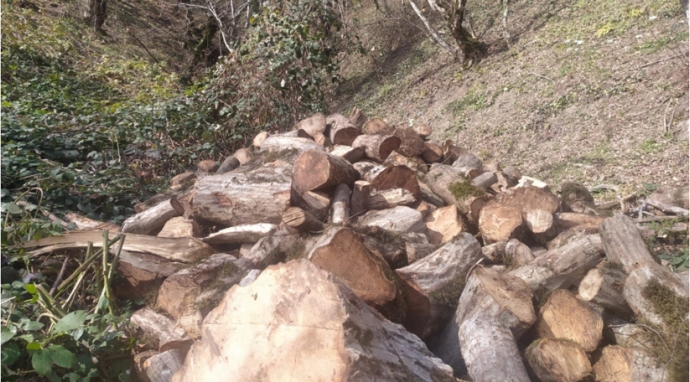 oguzda-agaclarin-kesilmesine-gore-cinayet-ishi-bashlanilib