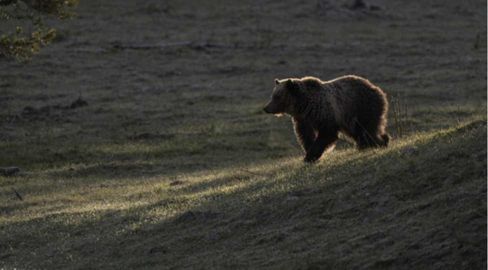 m49-adli-ayi-xilas-edildi