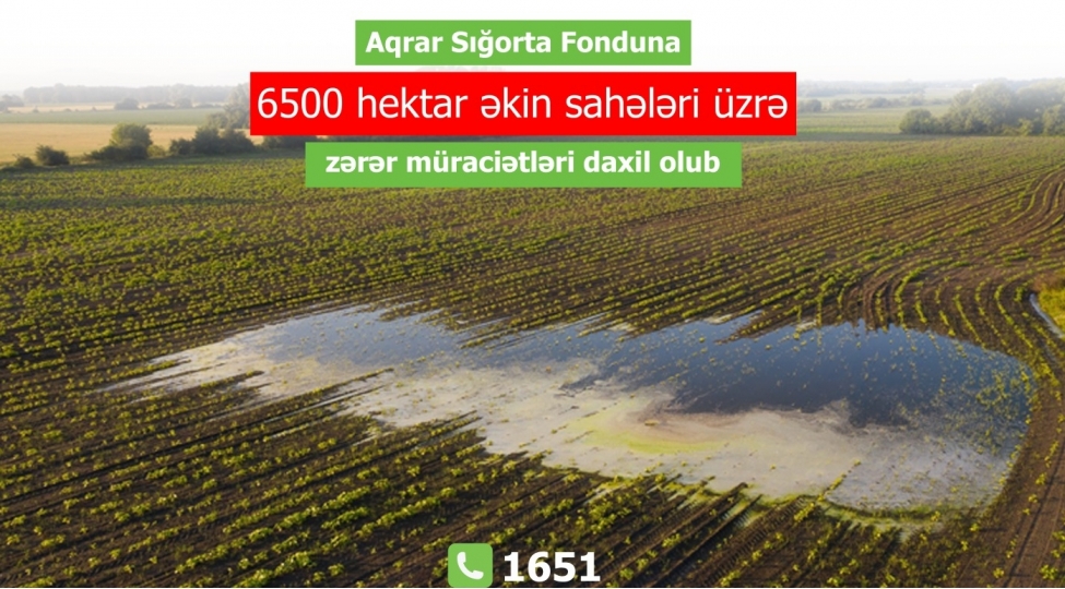 aqrar-sigorta-fonduna-6500-hektar-ekin-saheleri-uzre-zerer-muracietleri-daxil-olub