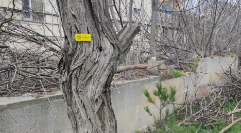 agaclarin-kesilmesi-qanunvericiliyin-teleblerine-uygun-shekilde-heyata-kechirilib-elmi-cerrahiyye-merkezi