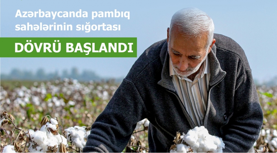 pambiq-sahelerinin-sigortasi-bashlandi-shertler-meblegler