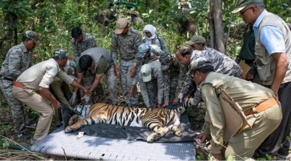 selfi-yox-telefon-yox-niye-vehshi-tebiet-turistlere-yox-demeye-bashlayir