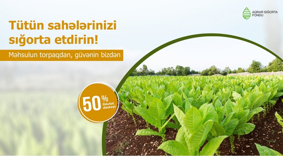 azerbaycanda-tutun-ekinlerinin-sigortasi-davam-edir-shertler