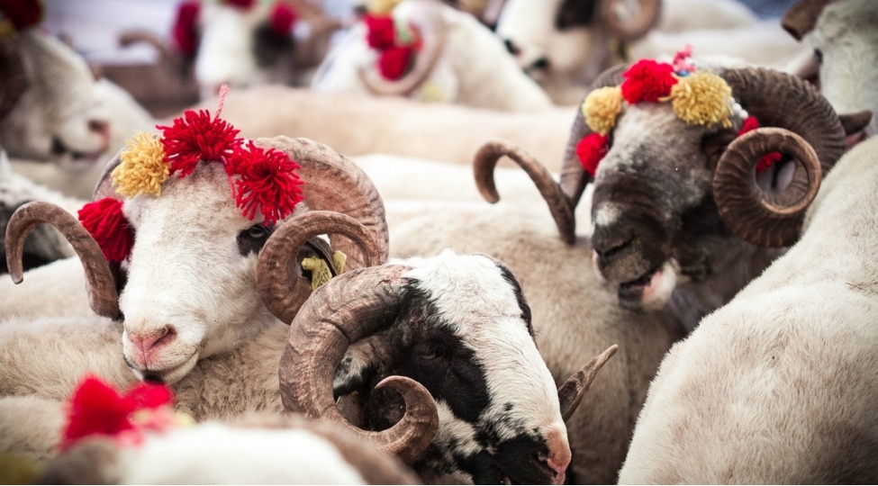 qurban-etini-derhal-yemek-tehlukelidirmi