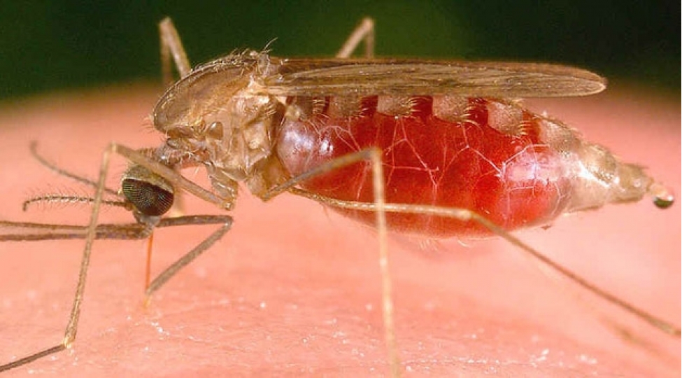 google-32-milyon-agcaqanadi-tebiete-buraxacaq