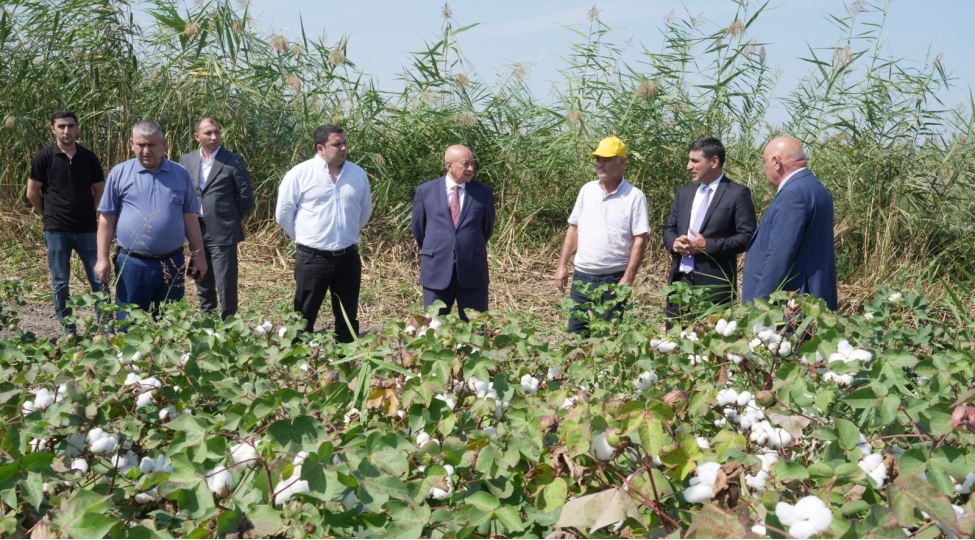 axa-sedri-agcabedide-vetendashlarla-gorushub-teserrufatlara-bash-chekib